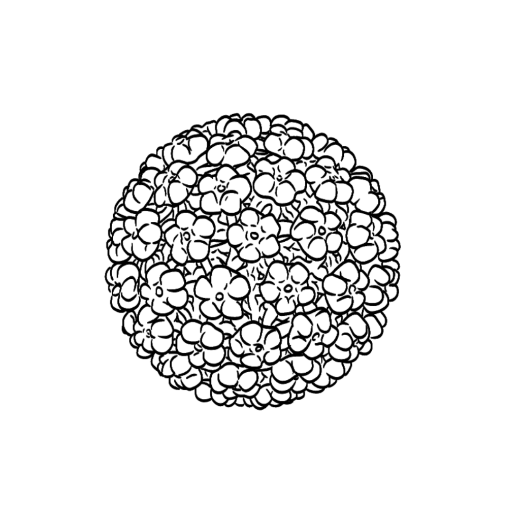Illustrasjon av HPV-virus: sirkel med en overflate som ser ut som er dekt av mange små blomster.